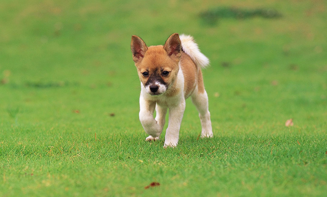 德州叮叮宠物商业计划书案例